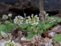 Petasites albus Alunbruket, Andrarum, Tomelilla, Skåne, Sweden 20170401_0044