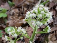 Petasites albus Alunbruket, Andrarum, Tomelilla, Skåne, Sweden 20170401_0050