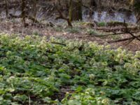 Petasites albus Alunbruket, Andrarum, Tomelilla, Skåne, Sweden 20170401_0074