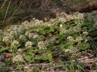 Petasites albus Alunbruket, Andrarum, Tomelilla, Skåne, Sweden 20170401_0083