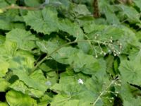 Petasites albus Byåsabacken, Ramsåsa, Tomelilla, Skåne, Sweden 20170506_0025