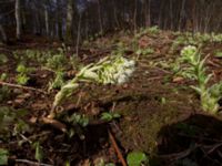 Petasites albus Fylan, Ystad, Skåne, Sweden 20150402_0006