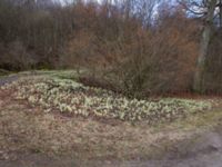 Petasites albus Fylan, Ystad, Skåne, Sweden 20150402_0007