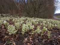 Petasites albus Fylan, Ystad, Skåne, Sweden 20150402_0009