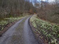 Petasites albus Fylan, Ystad, Skåne, Sweden 20150402_0010