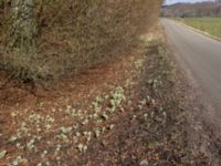 Petasites albus Fylan, Ystad, Skåne, Sweden 20150402_0011