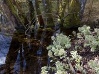 Petasites albus Fylan, Ystad, Skåne, Sweden 20150402_0018