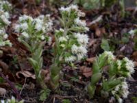 Petasites albus Fylan, Ystad, Skåne, Sweden 20150402_0107