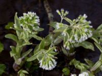 Petasites albus Fylan, Ystad, Skåne, Sweden 20150402_0113