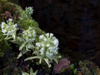 Petasites albus Fylan, Ystad, Skåne, Sweden 20150402_0114