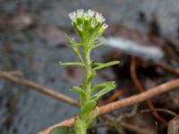 Petasites albus Långstorp, Höör, Skåne, Sweden 20170401_0029