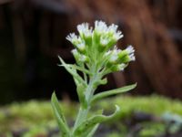 Petasites albus Långstorp, Höör, Skåne, Sweden 20170401_0030