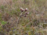 Petasites frigidus Coffee Dome, Nome, Alaska, USA 20140620_1136