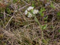 Petasites frigidus Coffee Dome, Nome, Alaska, USA 20140620_1137