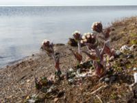 Petasites frigidus Winter Trail, Barrow, Alaska, USA 20140701_0776