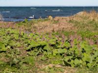 Petasites hybridus Säbybäcken, Landskrona, Skåne, Sweden 20160422_0014