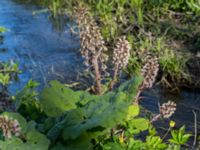 Petasites hybridus Säbybäcken, Landskrona, Skåne, Sweden 20160422_0017