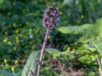 Petasites hybridus Säbybäcken, Landskrona, Skåne, Sweden 20160422_0018