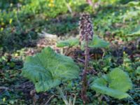 Petasites hybridus Säbybäcken, Landskrona, Skåne, Sweden 20160422_0020