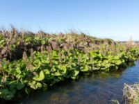 Petasites hybridus Säbybäcken, Landskrona, Skåne, Sweden 20160422_0089