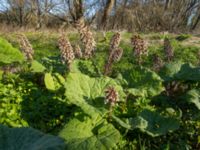 Petasites hybridus Säbybäcken, Landskrona, Skåne, Sweden 20160422_0090