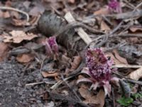 Petasites hybridus Slottsparken, Malmö, Skåne, Sweden 20150311_0043