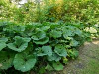 Petasites hybridus Smålandsdammarna, Lomma, Skåne, Sweden 20160525_0018