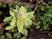 Petasites japonicus Alnarpsparken, Lomma, Skåne, Sweden 20150329_0044