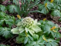 Petasites japonicus Alnarpsparken, Lomma, Skåne, Sweden 20150329_0047