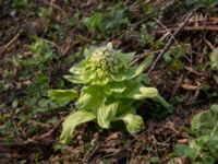 Petasites japonicus Alunbruket, Andrarum, Tomelilla, Skåne, Sweden 20170401_0061