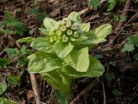 Petasites japonicus Alunbruket, Andrarum, Tomelilla, Skåne, Sweden 20170401_0062