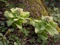 Petasites japonicus Alunbruket, Andrarum, Tomelilla, Skåne, Sweden 20170401_0063