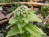 Petasites japonicus Alunbruket, Andrarum, Tomelilla, Skåne, Sweden 20170401_0066