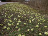 Petasites japonicus Lyckås, Ystad, Skåne, Sweden 20150402_0021