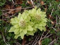 Petasites japonicus Lyckås, Ystad, Skåne, Sweden 20150402_0022