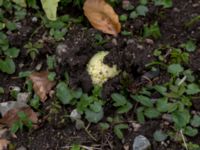 Petasites japonicus Lyckås, Ystad, Skåne, Sweden 20150402_0116