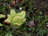 Petasites japonicus Lyckås, Ystad, Skåne, Sweden 20150402_0117