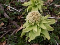 Petasites japonicus Lyckås, Ystad, Skåne, Sweden 20150402_0118