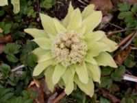 Petasites japonicus Lyckås, Ystad, Skåne, Sweden 20150402_0119