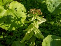 Petasites japonicus Säbybäcken, Landskrona, Skåne, Sweden 20160422_0081