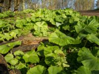 Petasites japonicus et Petasites hybridus Säbybäcken, Landskrona, Skåne, Sweden 20160422_0080