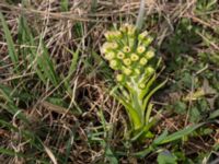 Petasites spurius Dalköpinge ängar, Trelleborg, Skåne, Sweden 20150411_0003