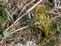 Petasites spurius Dalköpinge ängar, Trelleborg, Skåne, Sweden 20150411_0008