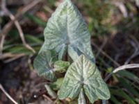 Petasites spurius Dalköpinge ängar, Trelleborg, Skåne, Sweden 20150411_0021