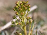 Petasites spurius Dalköpinge ängar, Trelleborg, Skåne, Sweden 20150411_0022