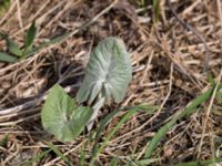 Petasites spurius Dalköpinge ängar, Trelleborg, Skåne, Sweden 20150411_0026