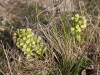 Petasites spurius Dalköpinge ängar, Trelleborg, Skåne, Sweden 20150411_0027