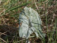 Petasites spurius Gropahålet, Kristianstad, Skåne, Sweden 20160505_0129