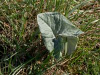 Petasites spurius Gropahålet, Kristianstad, Skåne, Sweden 20160505_0130