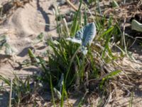 Petasites spurius Gropahålet, Kristianstad, Skåne, Sweden 20160505_0131